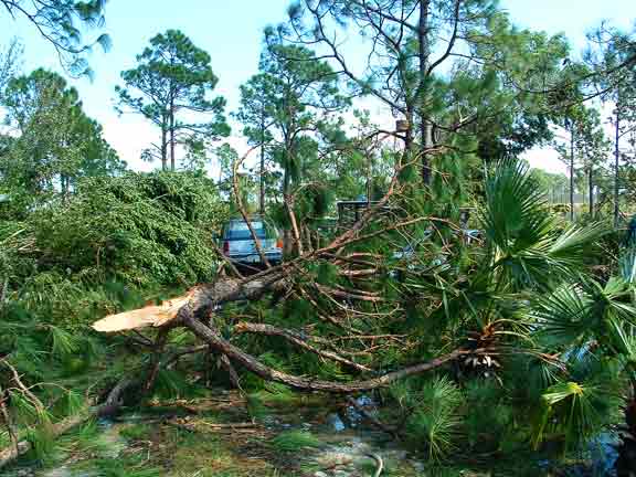 Damn tree.....now go Back